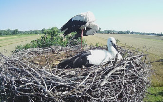 Imagen de vista previa de la cámara web Cigüeñas de Słupiec